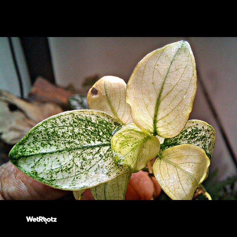 Anubias Nana White WetRootz