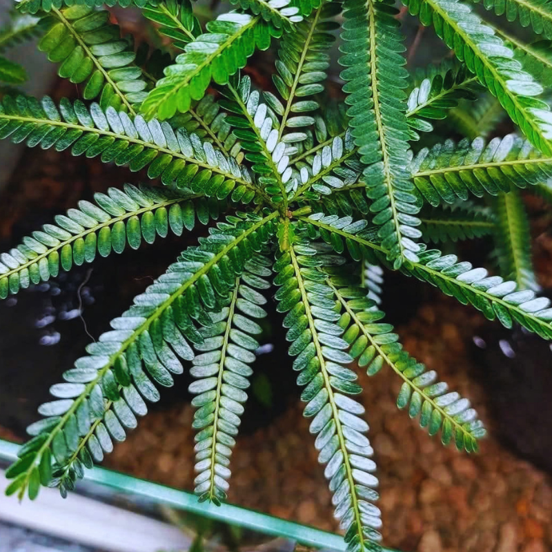 Phyllanthus balgooyi WetRootz