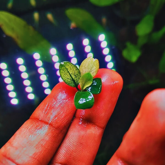 Anubias Pinto for sale