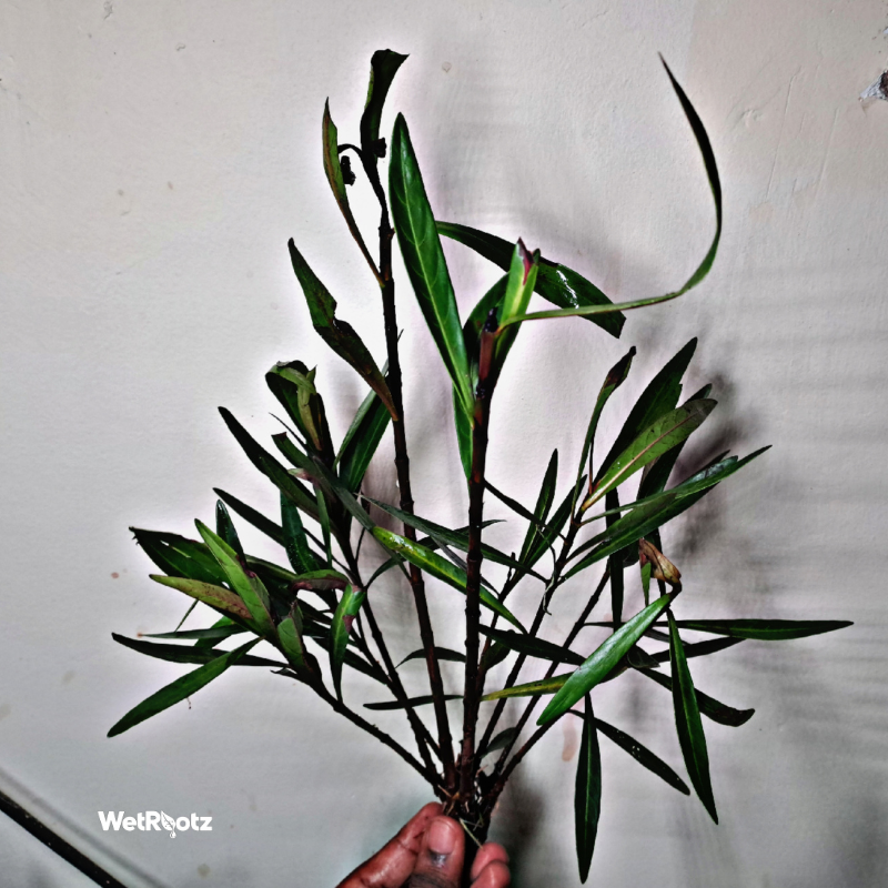 Mi Nuong (Homonoia riparia) WetRootz