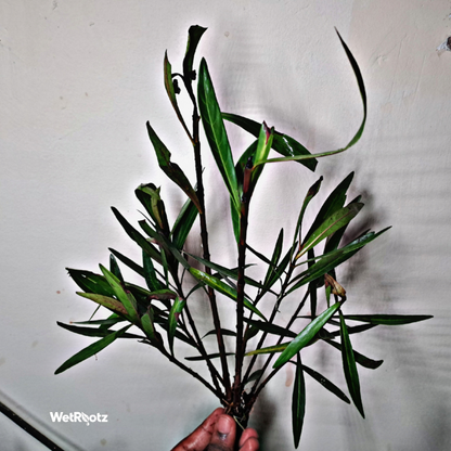 Mi Nuong (Homonoia riparia) WetRootz