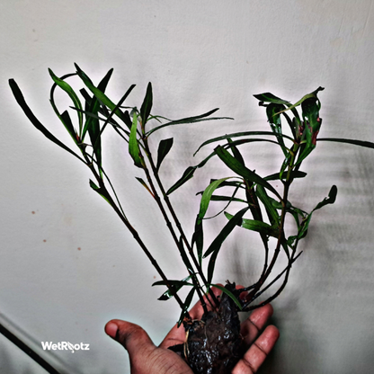 Mi Nuong (Homonoia riparia) WetRootz