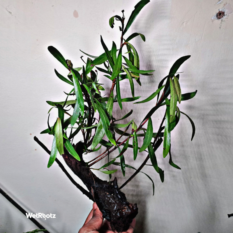 Mi Nuong (Homonoia riparia) WetRootz