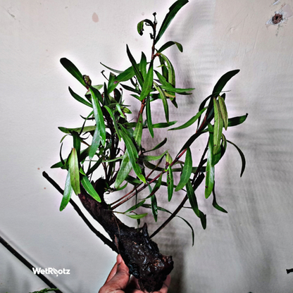 Mi Nuong (Homonoia riparia) WetRootz