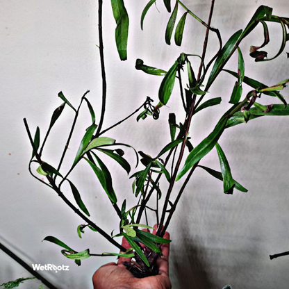 Mi Nuong (Homonoia riparia) WetRootz