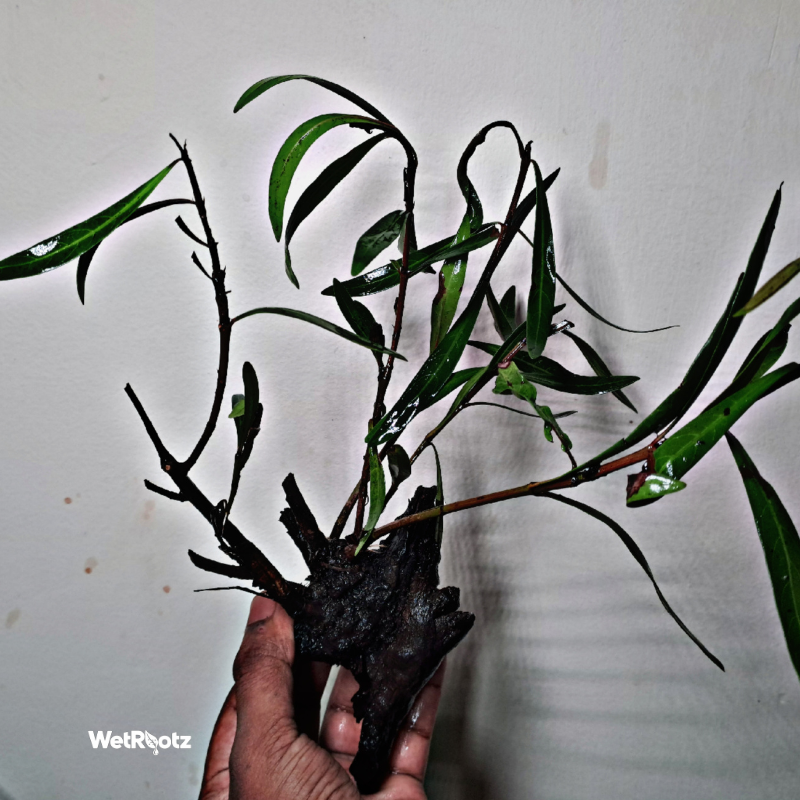 Mi Nuong (Homonoia riparia) WetRootz