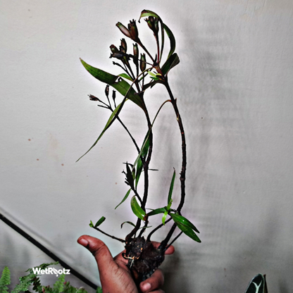 Mi Nuong (Homonoia riparia) WetRootz