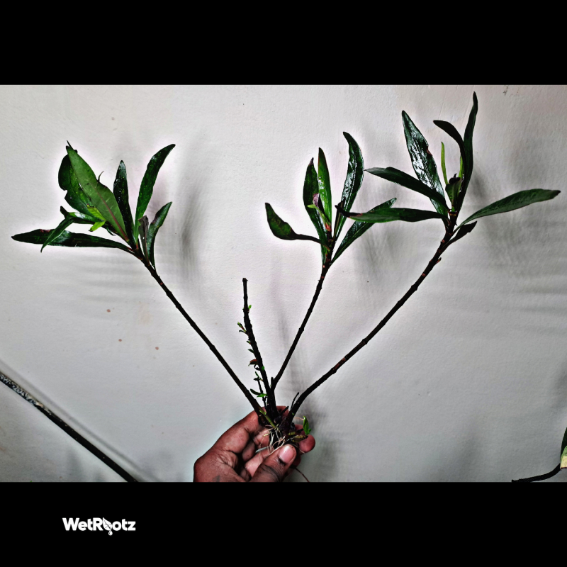 Mi Nuong (Homonoia riparia) WetRootz