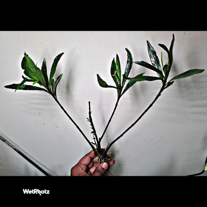Mi Nuong (Homonoia riparia) WetRootz