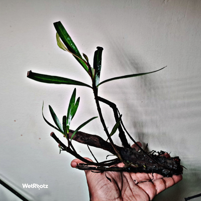 Mi Nuong (Homonoia riparia) WetRootz