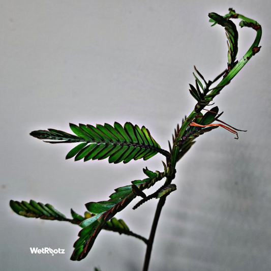 Phyllanthus balgooyi WetRootz