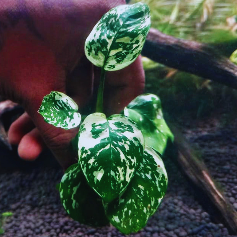 Anubias barteri var. King VarKing WetRootz