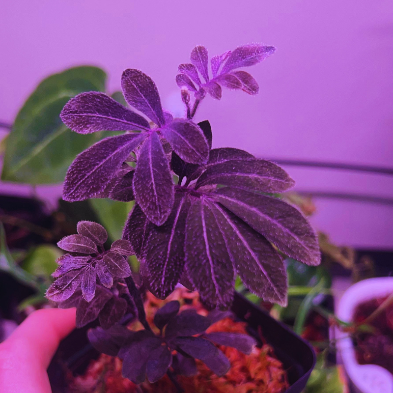 Solanum uleanum WetRootz