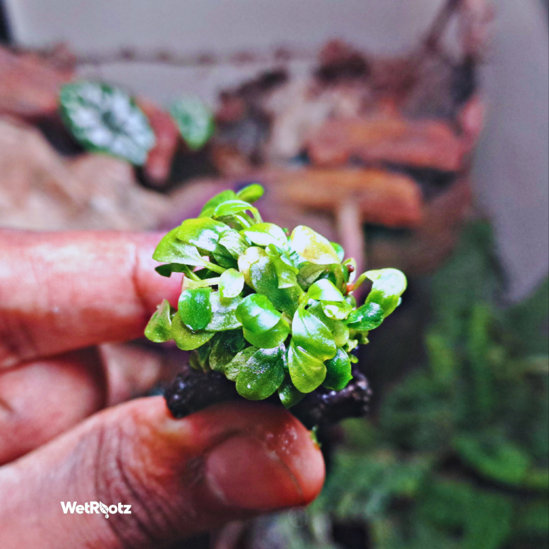 Bucephalandra pink martini WetRootz