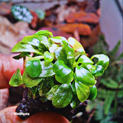 Bucephalandra pink martini WetRootz