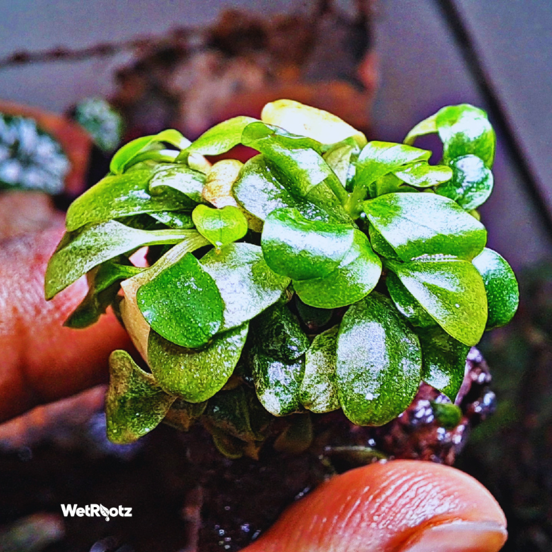 Bucephalandra pink martini WetRootz