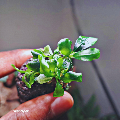 Bucephalandra Phantom WetRootz