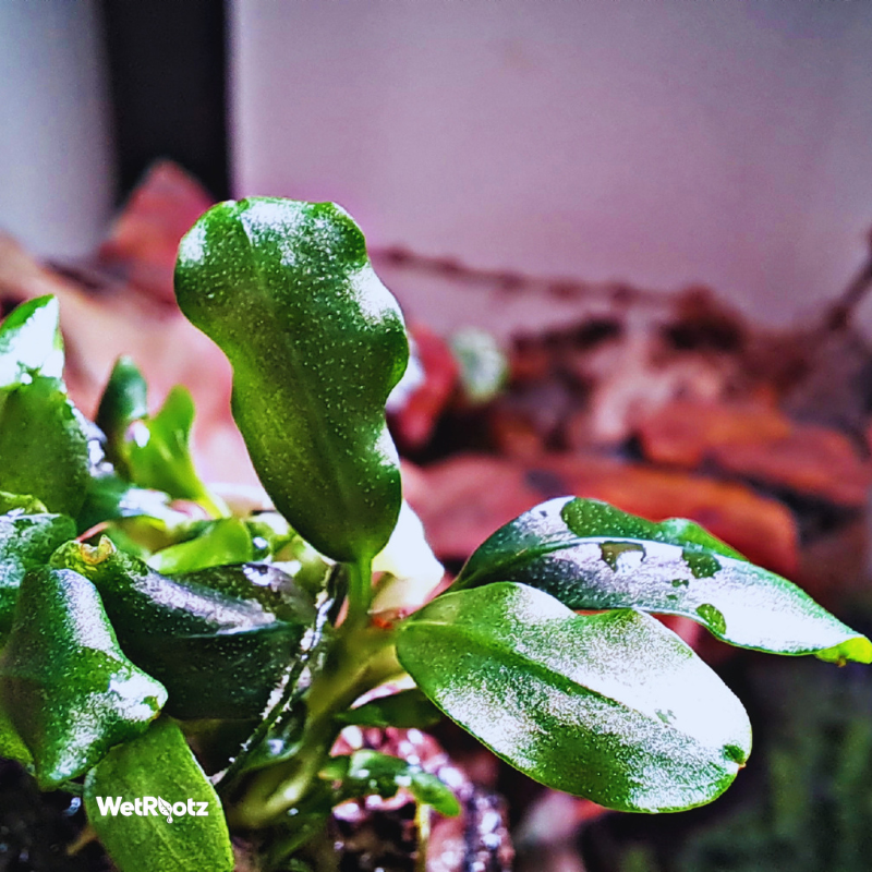 Bucephalandra Phantom WetRootz