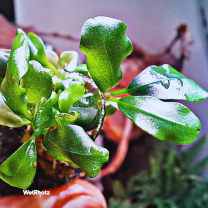 Bucephalandra Phantom WetRootz