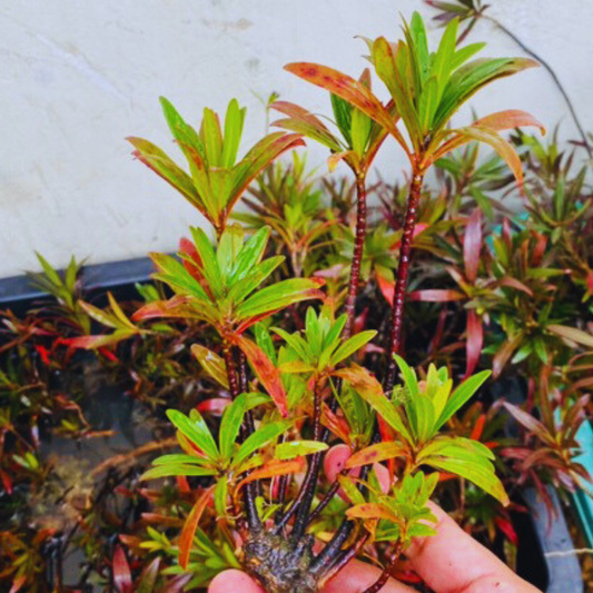 Mi Nuong (Homonoia riparia)