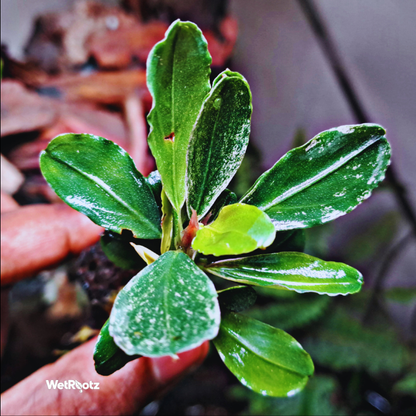 Bucephalandra Malawi Pink WetRootz