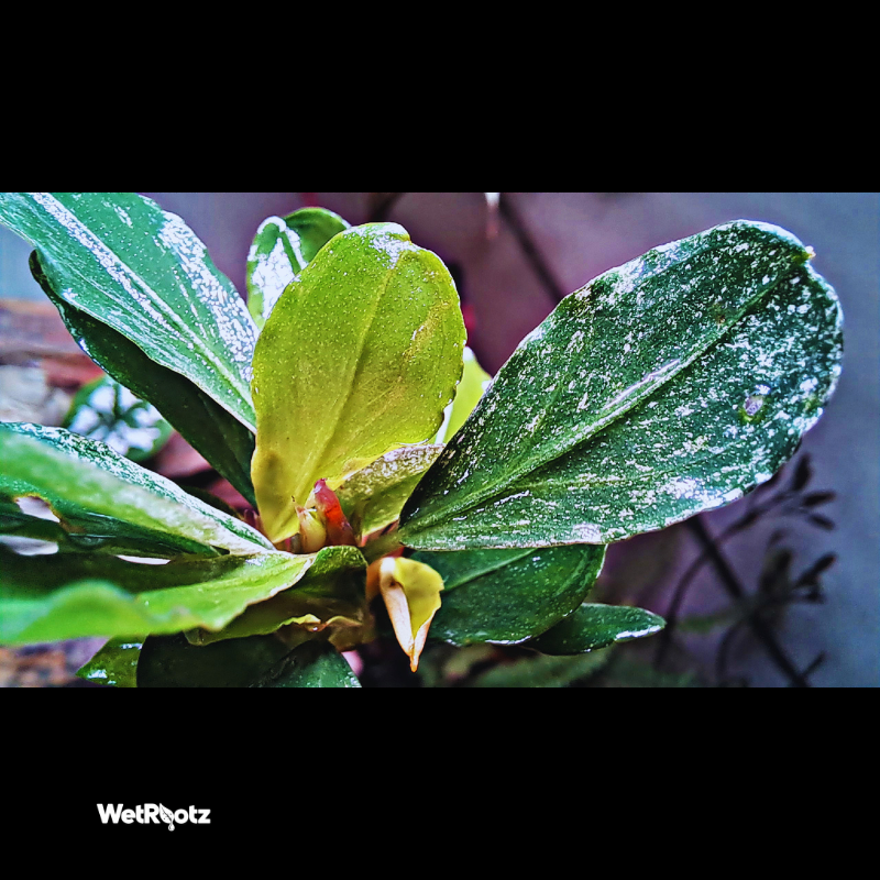 Bucephalandra Malawi Pink WetRootz