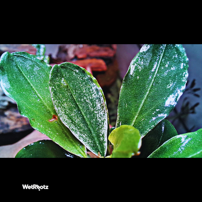 Bucephalandra Malawi Pink WetRootz