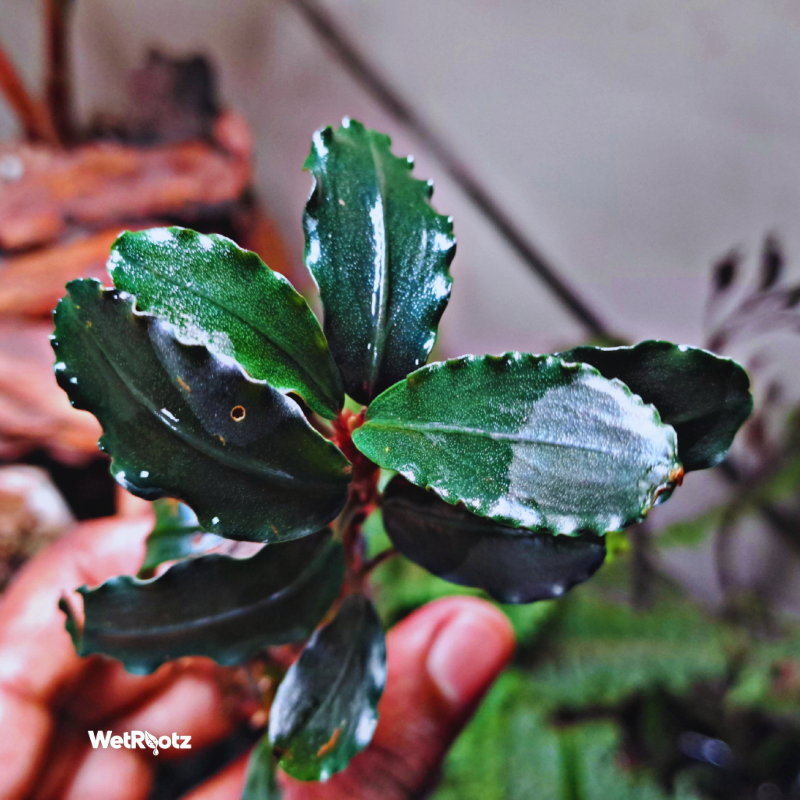 Bucephalandra Purple Blue WetRootz