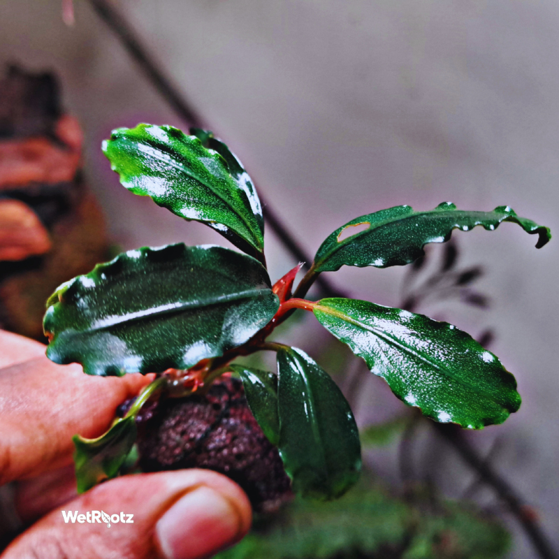 Bucephalandra Purple Blue WetRootz