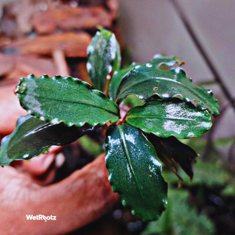 Bucephalandra Purple Blue WetRootz