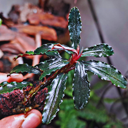 Bucephalandra Red Dragonfly WetRootz