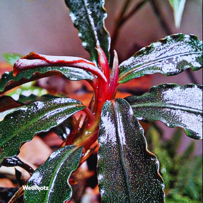 Bucephalandra Red Dragonfly WetRootz
