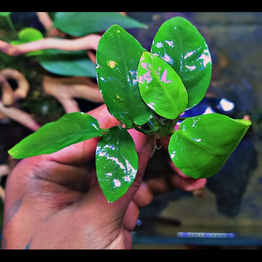 Anubias nana Long Wavy for sale