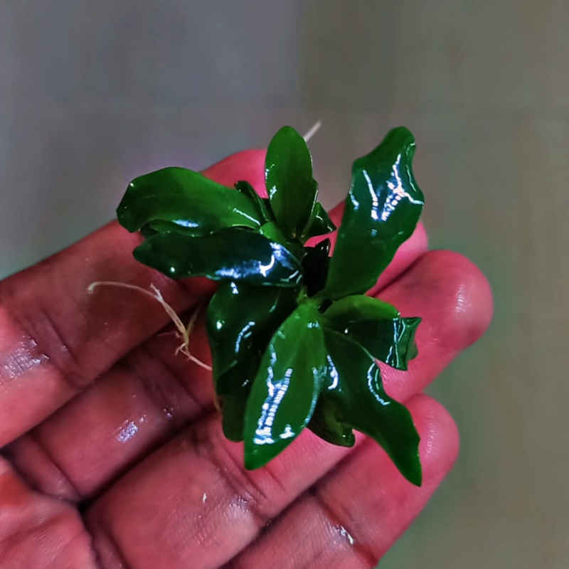 Anubias Dragon Claw