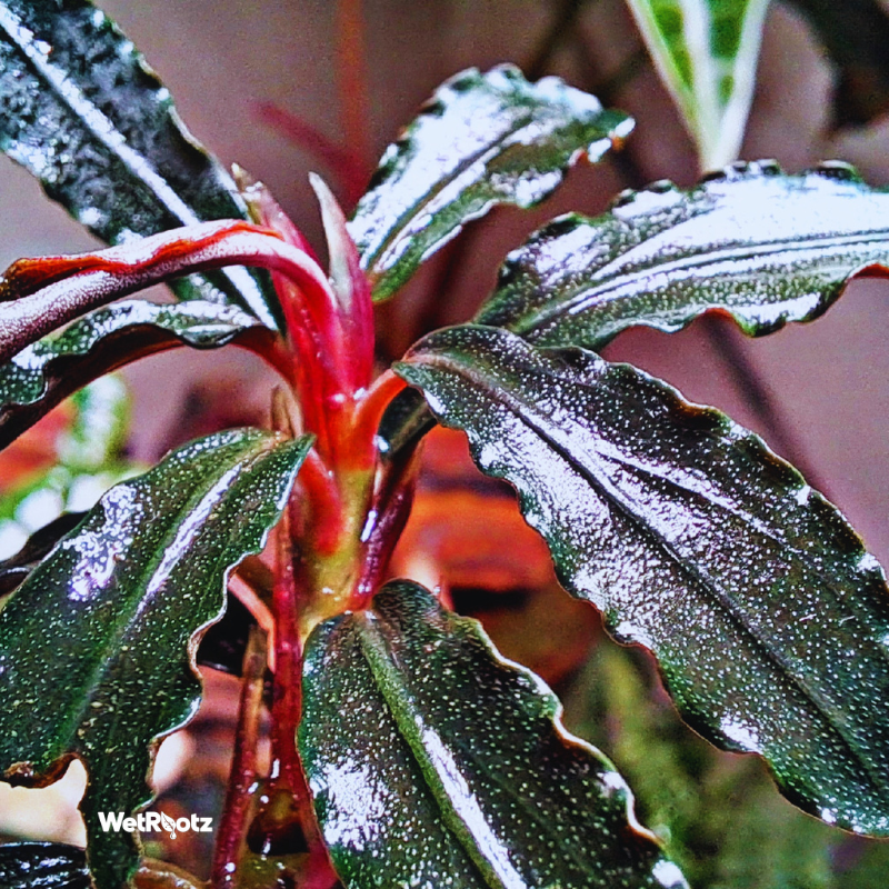 Bucephalandra Red Dragonfly WetRootz
