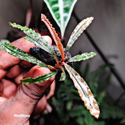 Bucephalandra Godzilla WetRootz