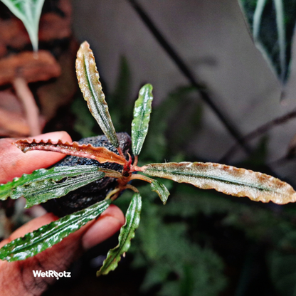 Bucephalandra Godzilla WetRootz
