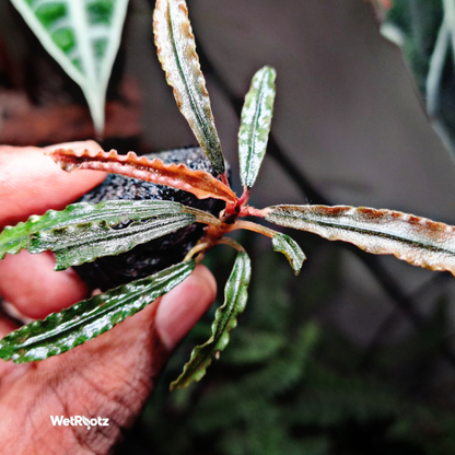 Bucephalandra Godzilla WetRootz