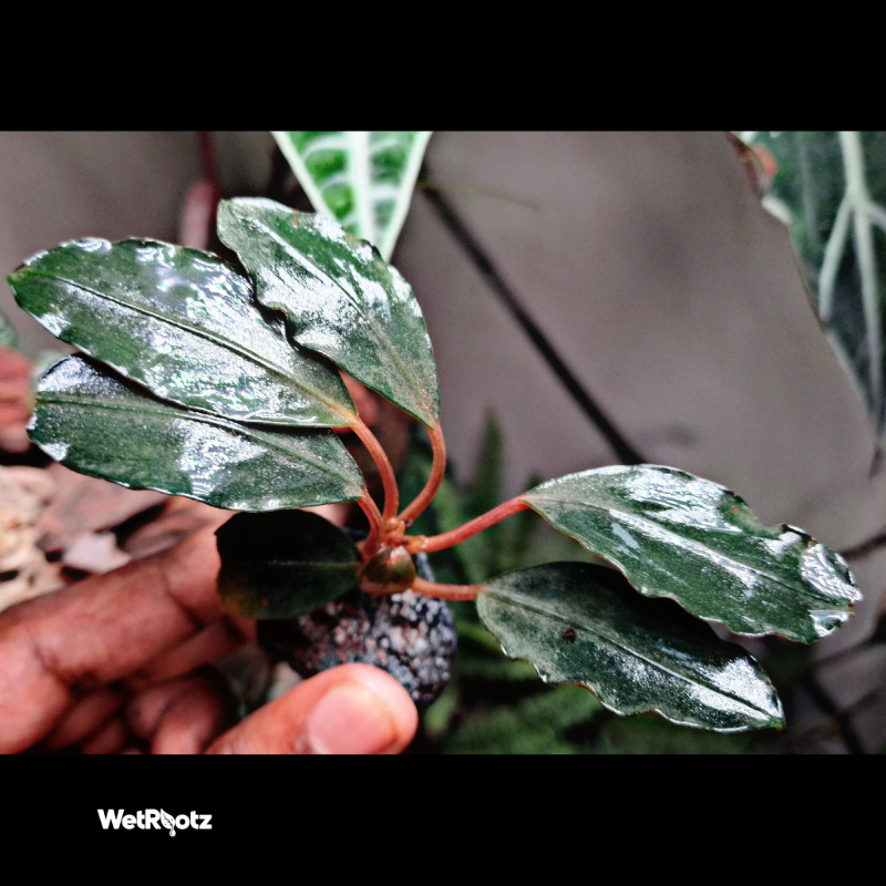 Bucephalandra Pandora Queen WetRootz