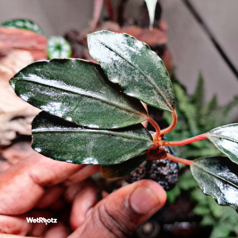 Bucephalandra Pandora Queen WetRootz