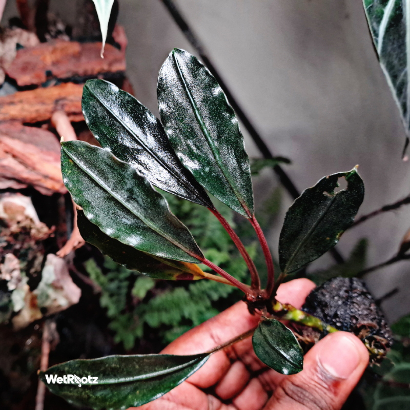 Bucephalandra Pink Lady WetRootz