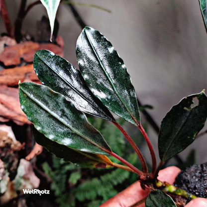 Bucephalandra Pink Lady WetRootz