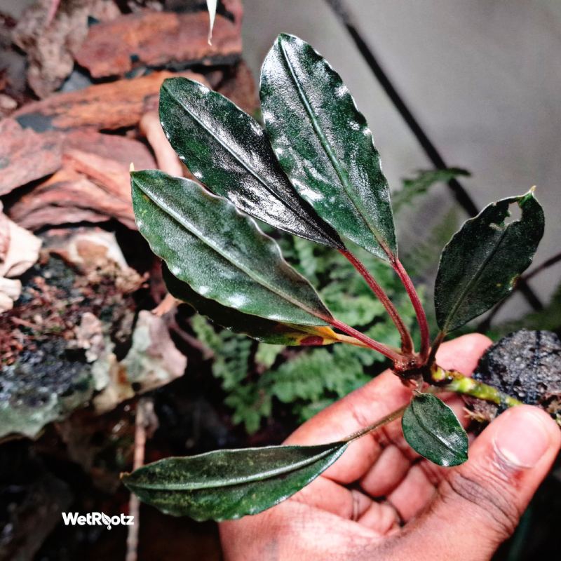 Bucephalandra Pink Lady WetRootz