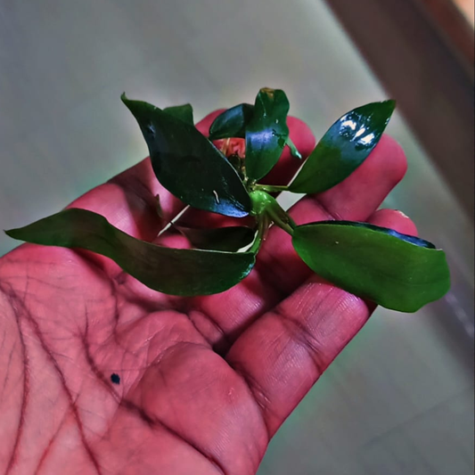 Anubias barteri var. glabra