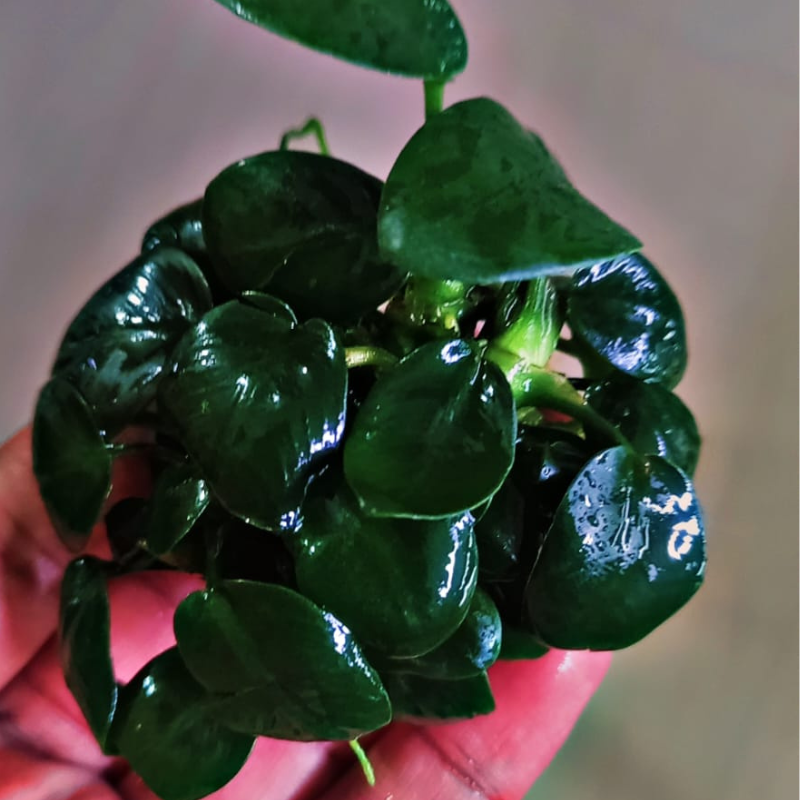 Anubias nana Black WetRootz