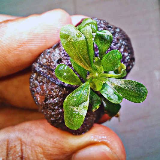 Bucephalandra Pygmy WetRootz
