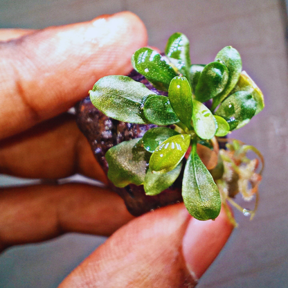 Bucephalandra Pygmy WetRootz