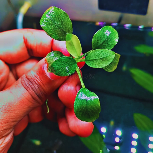 Anubias barteri var. nana Jade