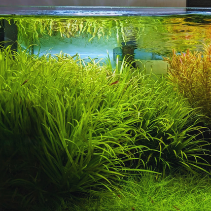 Blyxa japonica WetRootz