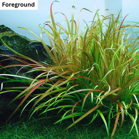 Blyxa japonica WetRootz